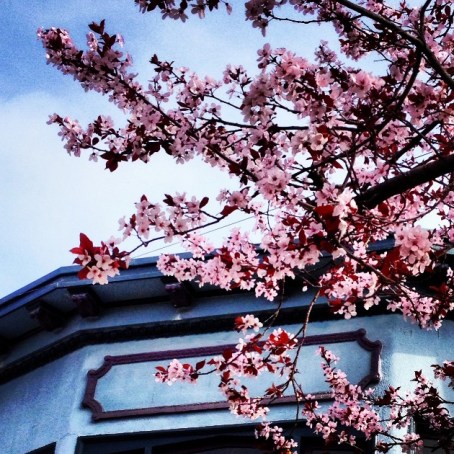 cherry blossoms against a blue roof