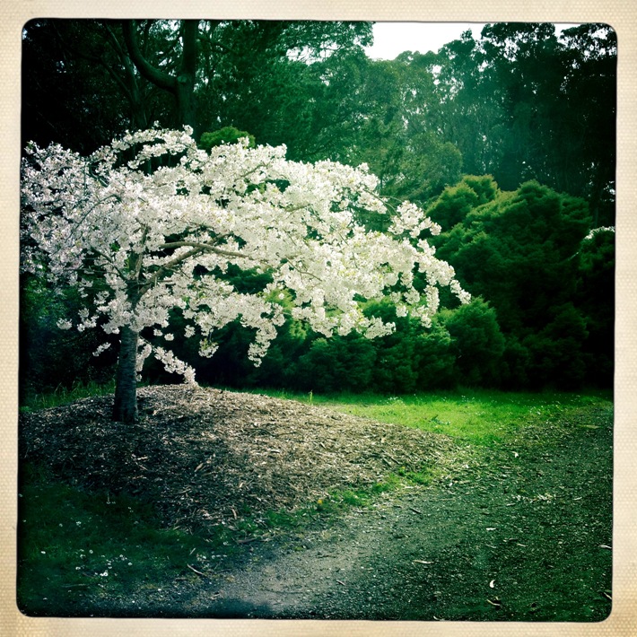 Tree in Golden Gate Park