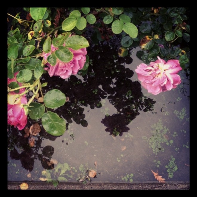 reflections.rose