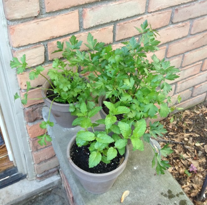 IMG_1249 (1024x1012)