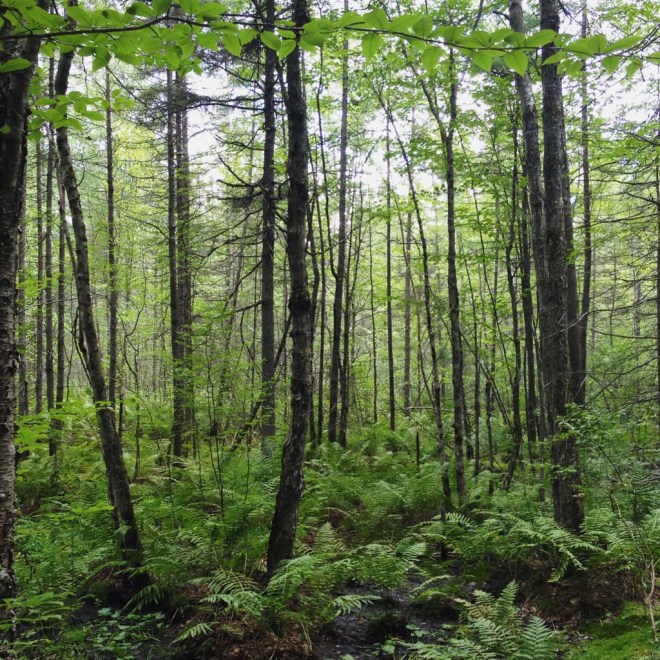 IMG_2377 (1024x1024)