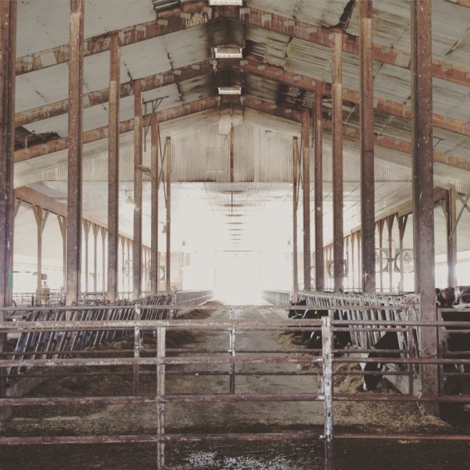 IMG_2550 (1024x1024)