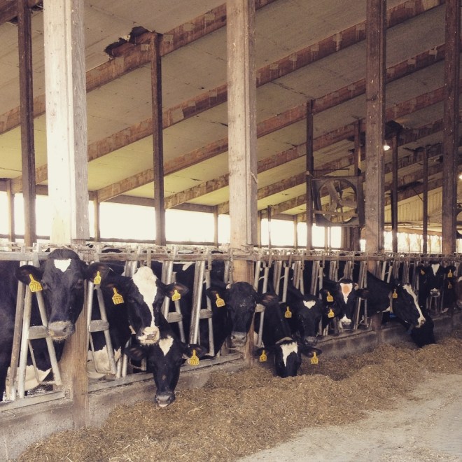 IMG_2555 (1024x1024)