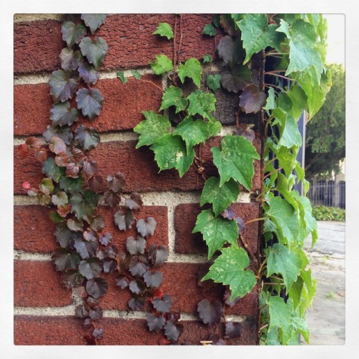 IMG_2963 (1024x1024)