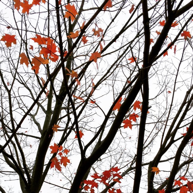 IMG_3316 (1024x1024)