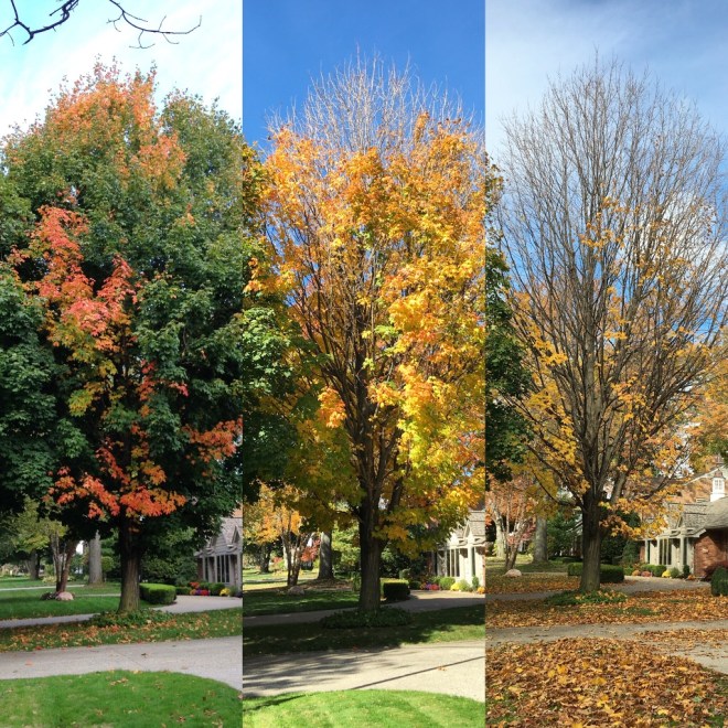 IMG_3357 (1024x1024)