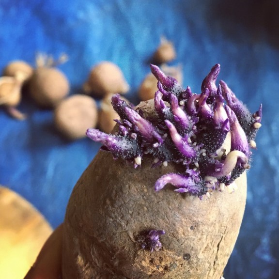 IMG_5614 (1024x1024)