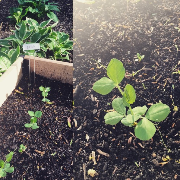 IMG_5637 (1024x1024)