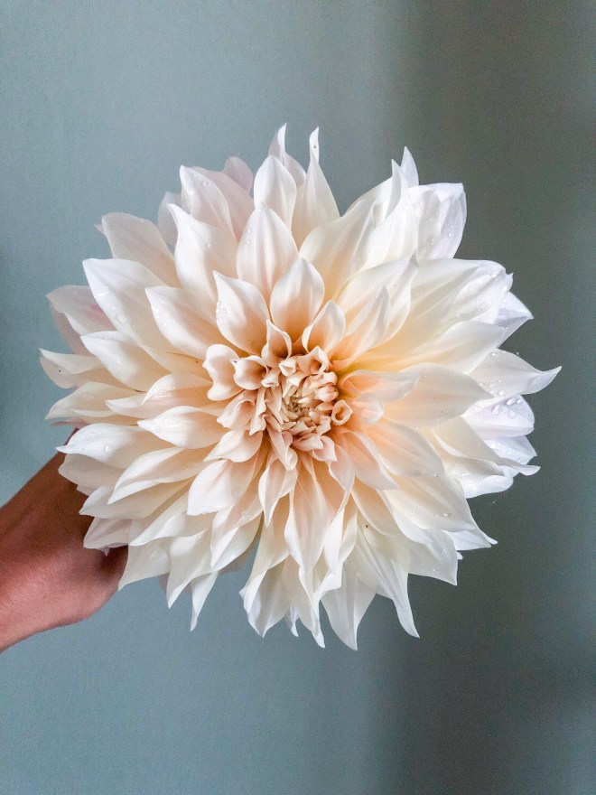 Dahlia